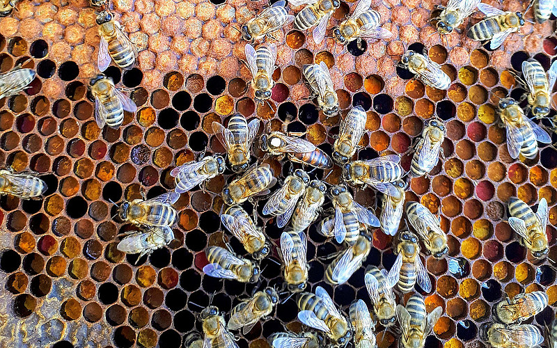 Aufnahme aus einem Bienenstock: mehrere Bienen und Waben im Hintergrund, die zum Teil mit Honig gefüllt sind