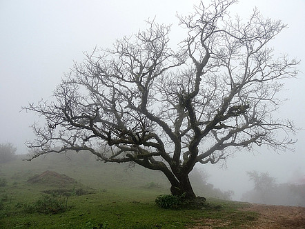 Ein Baum in einer nebligen Landschaft, dessen Äste sich weit erstrecken